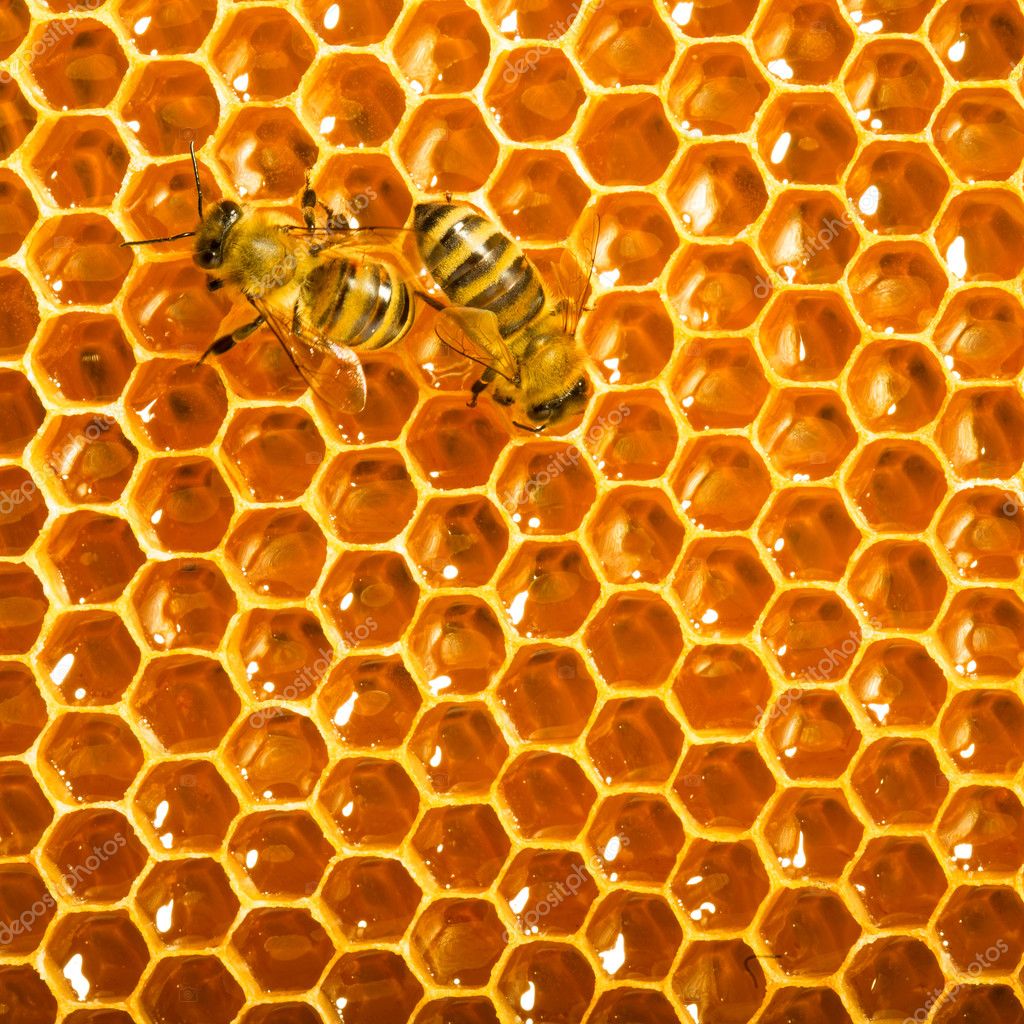 Buckling and Honeycomb Collapse photo